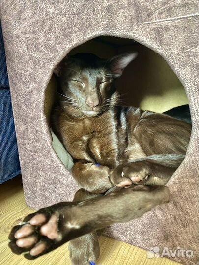 Вязка с ориенталом