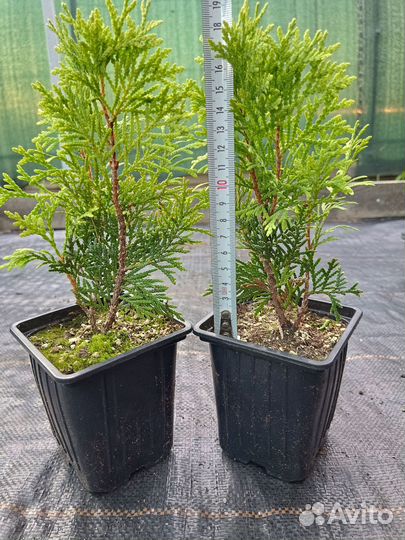 Даника, Хозери Хвойные р9