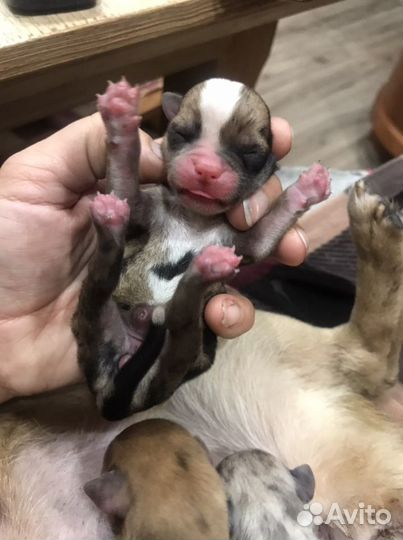 Чихуахуа мраморные мерле щенки Ева