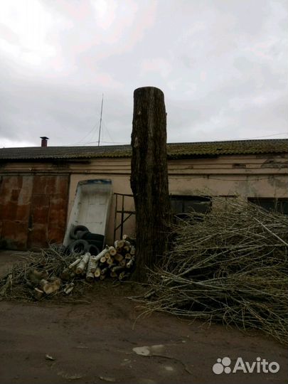 Спил и удаление деревьев