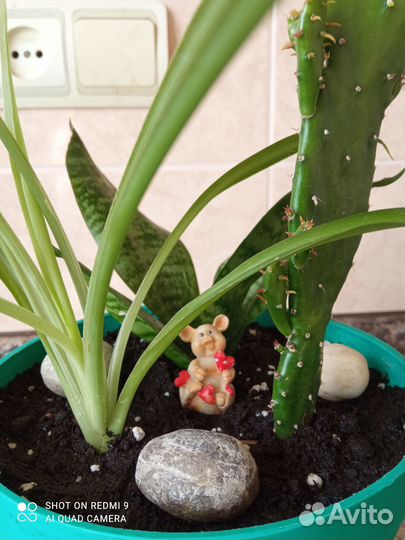 Комнатные растения - цветочная композиция