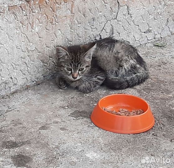 Котёнок 1 месяц