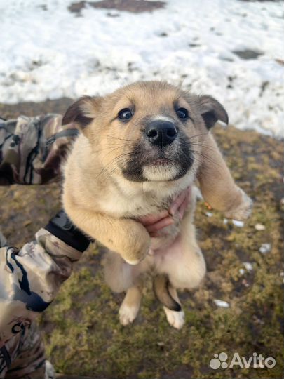 Собака в добрые руки отдам бесплатно