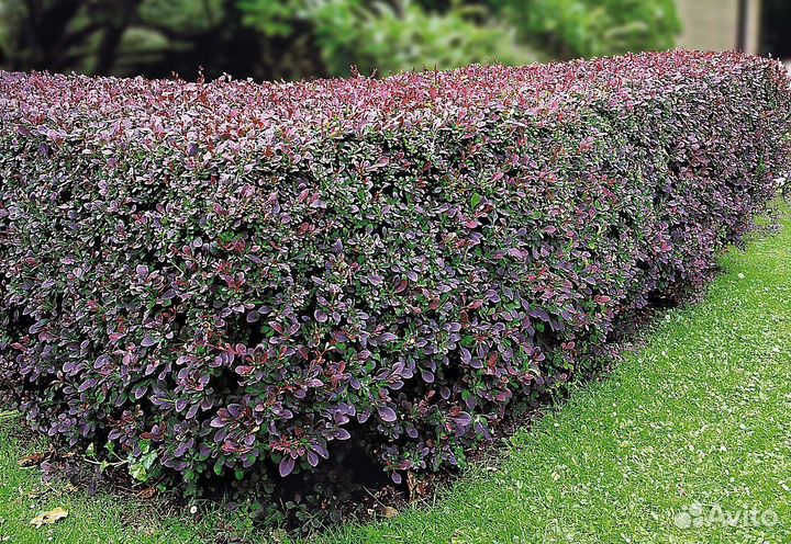 Кизильник блестящий