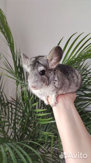 Шиншилленок мальчик 6 мес