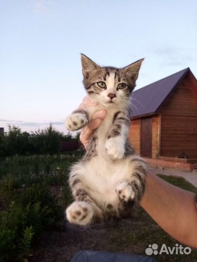 Безхвостый Котенок