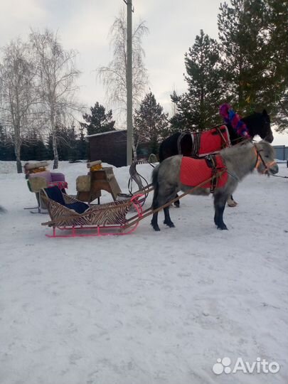 Прокат на лошади и пони, выезд на праздники