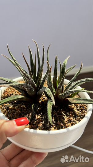 Суккулент Хавротия полосатая