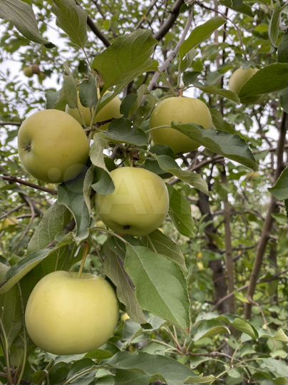 Участок 6,6 сот. (СНТ, ДНП)