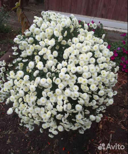 Хризантема