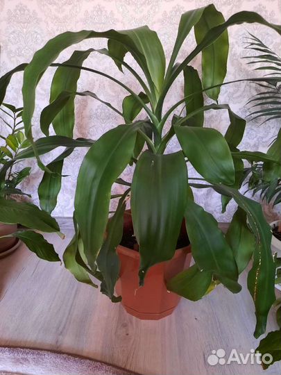 Пальма драцена