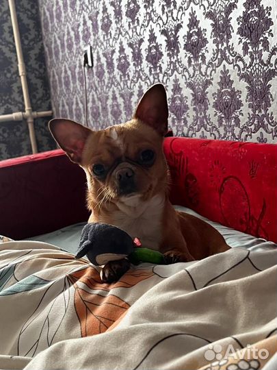 Вязка собак чихуа