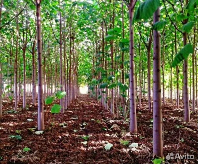Дерево Павловия (палония, павлония, полонья)