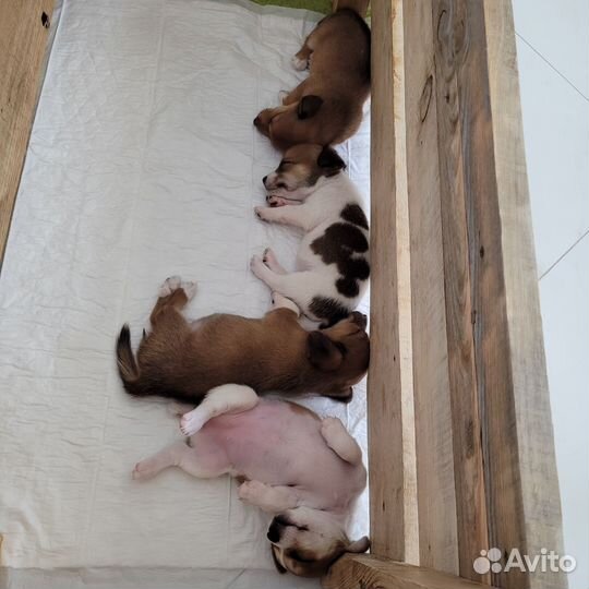 Джек Рассел терьер девочка