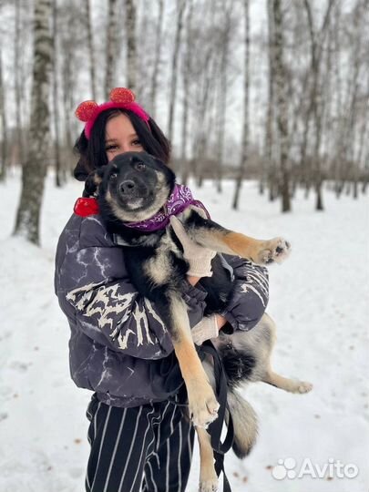 Маленькая собака в добрые руки