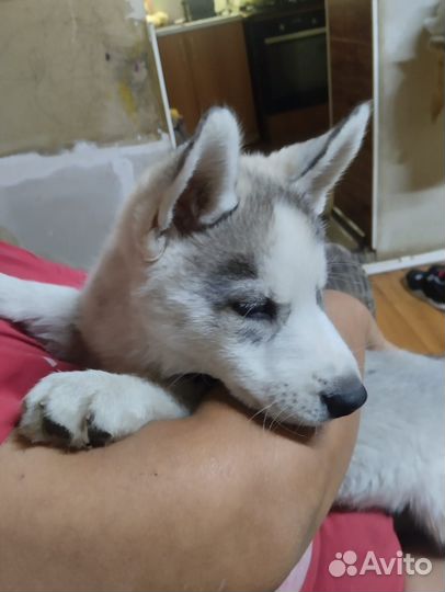 Собаки щенки