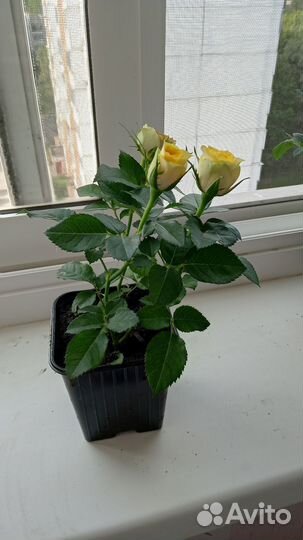 Комнатные цветы роза