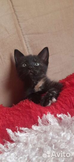 Пантерка мышелов