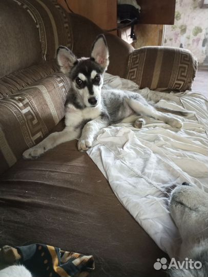 Щенки хаски бесплатно