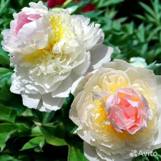 Пионы сортовые зимостойкие