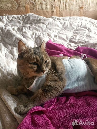 Кошечка красавица