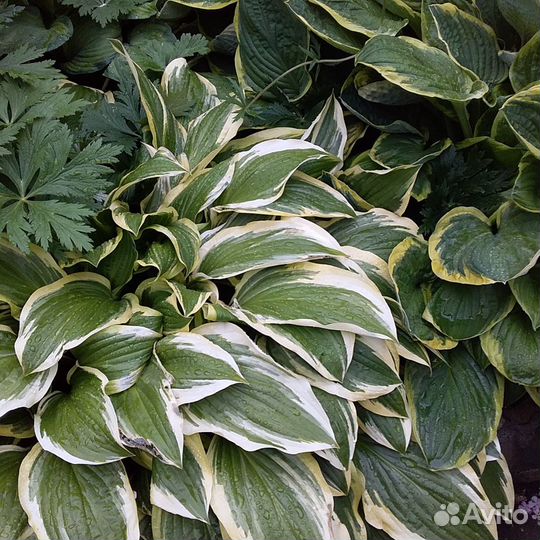 Многолетние растения