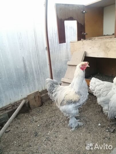 Куры несушки домашние