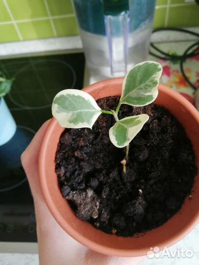 Ретуза Грин