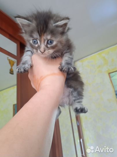 Котята Мэйн кун