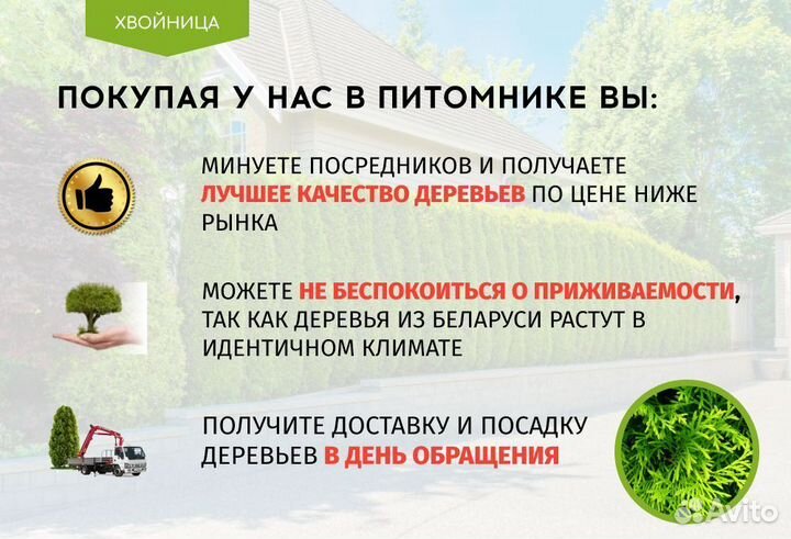 Туя с посадкой