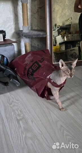 Канадский сфинкс