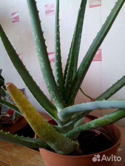 Продам взрослое 3х летнее алое Вера