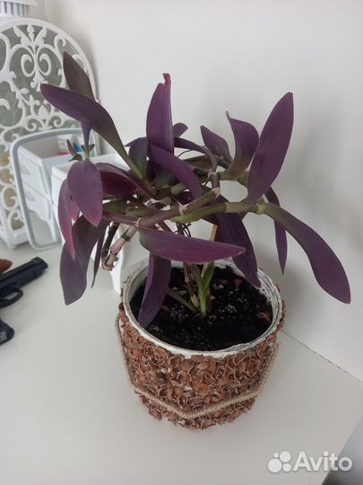 Традескация фиолетовая