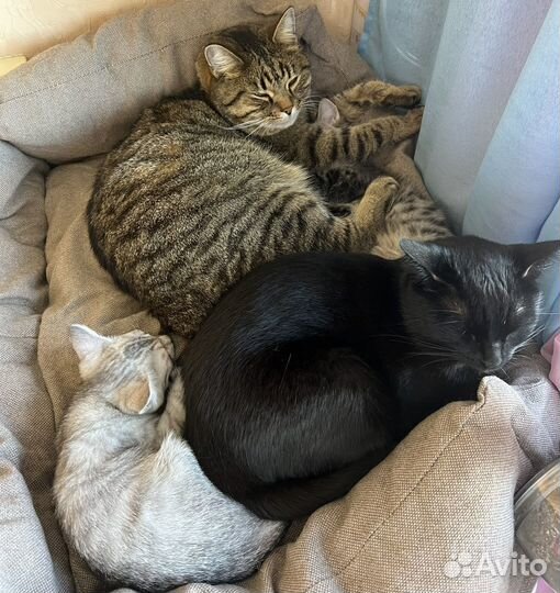 Передержка собак и кошек в частном доме