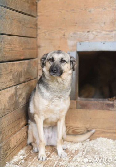 Молодая девочка ожидает свою семью в приюте