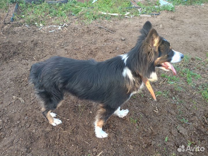 Собака аусси