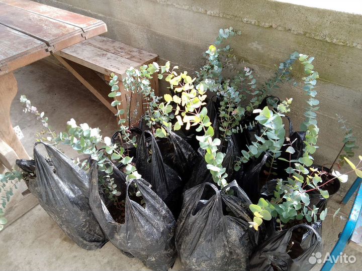 Эвкалипт серебренный, 80см 2000р, а 40- 50см 1500т