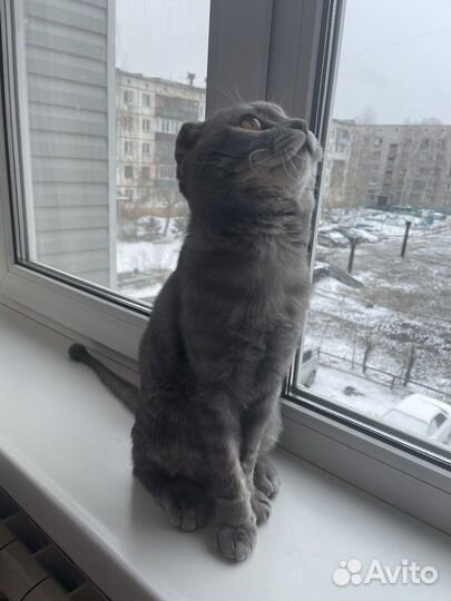 Шотландский кот вислоухий
