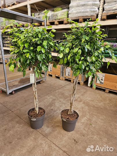 Фикус Бенджамина Экзотика переплетенный ствол