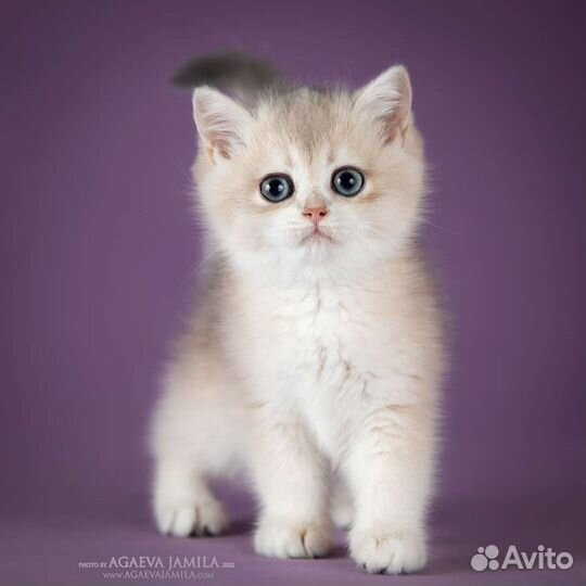Котята британские голубое золото ay11