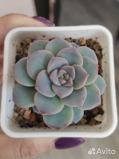 Суккуленты разные