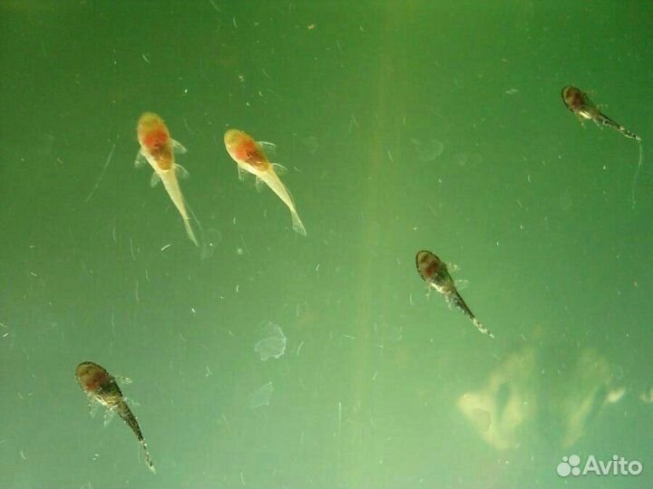 Аквариумные рыбки