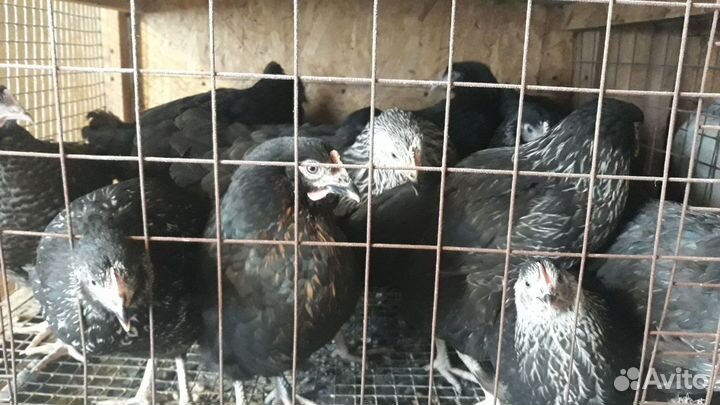 Курочки молодки,несушки разных пород