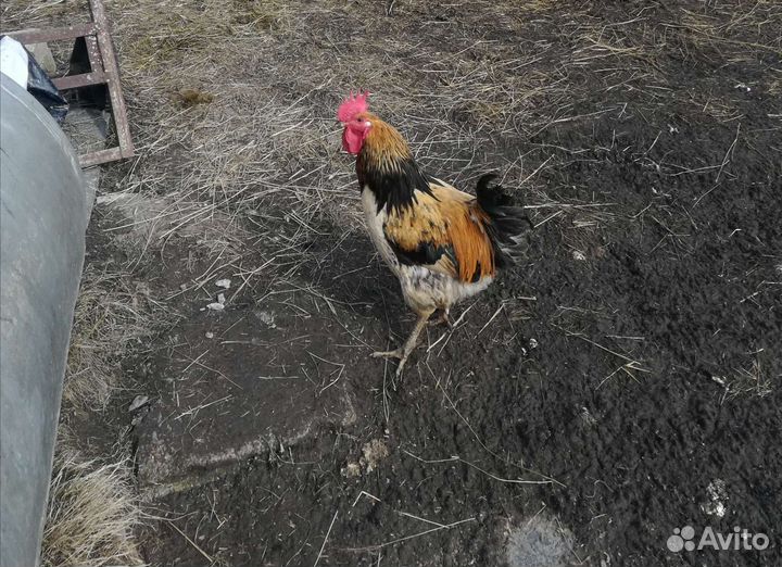Куры петухи