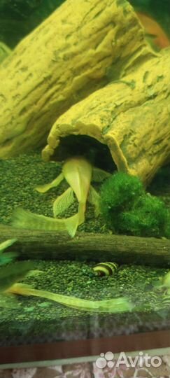 Сом анциструс