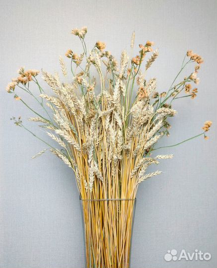 Колосья: пшеница, рожь, ячмень, овес, сетария