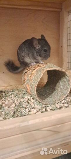 Шиншилла девочка