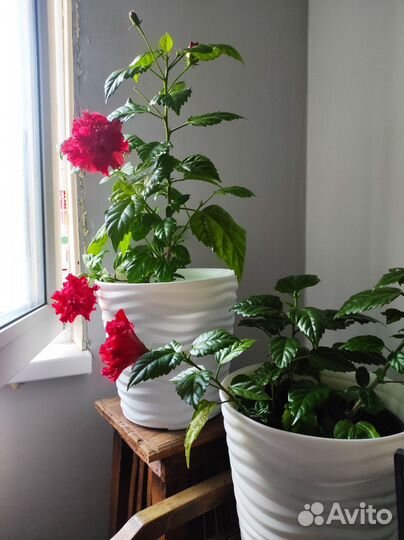 Гибискус красный махровый