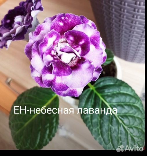 Укорененные листы Глоксинии