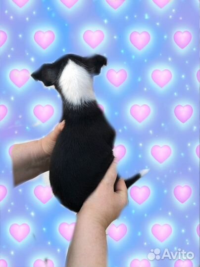 Собака улыбака )